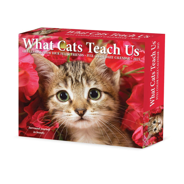 What Cats Teach Us 2025 Box Calendar