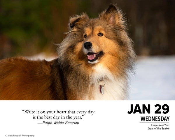 What Dogs Teach Us 2025 Box Calendar