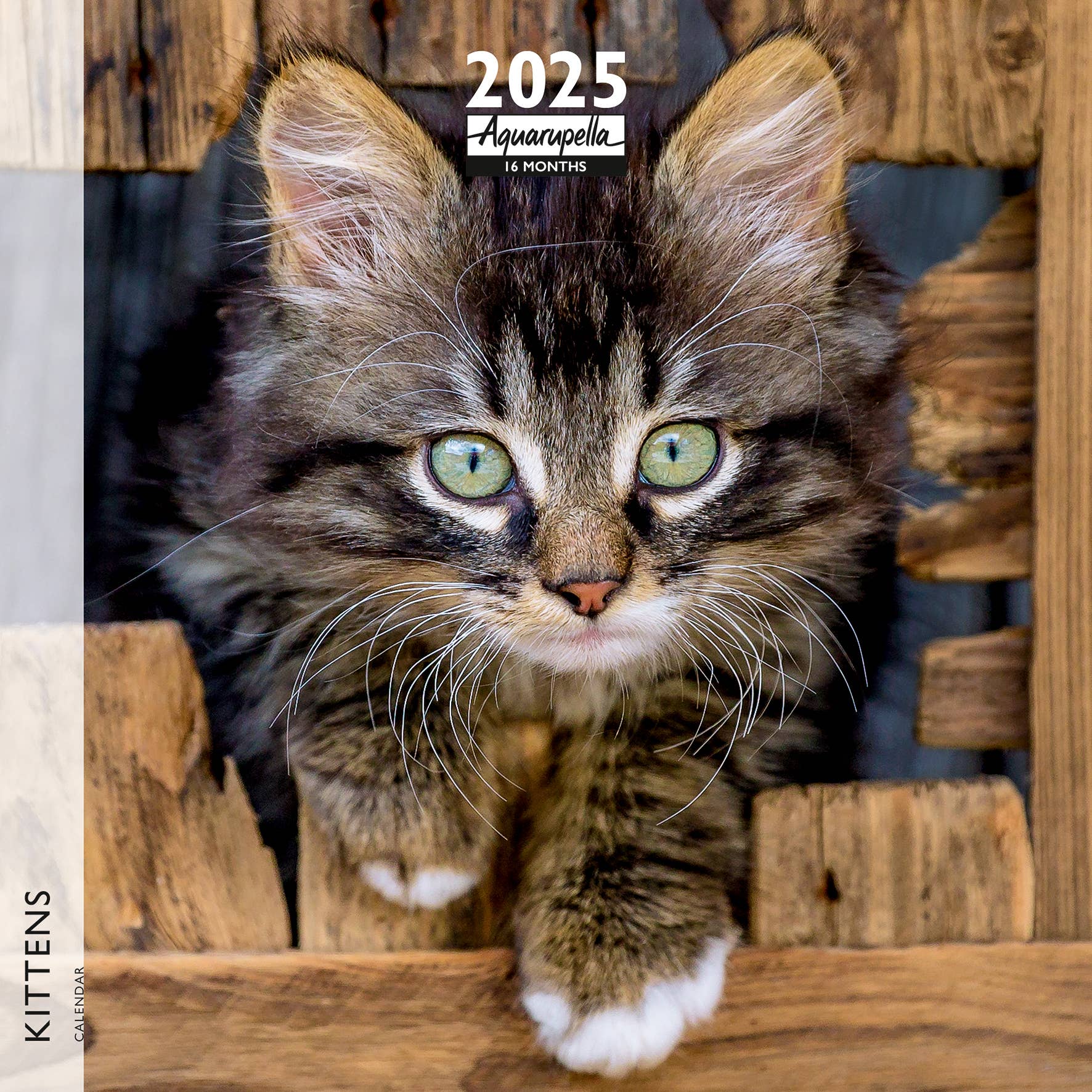 Kittens Calendars 2025