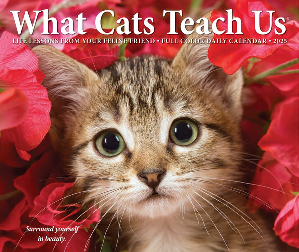 What Cats Teach Us 2025 Box Calendar