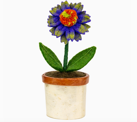Cone Flower Potted Plant