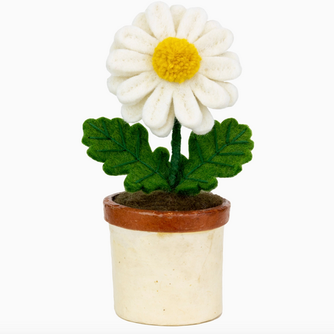 Daisy Potted Plant
