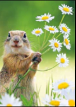 SQUIRREL HOLDING FLOWERS THANK YOU