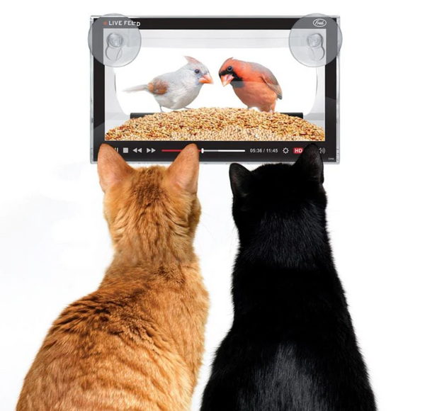 LIVE FEED bird feeder