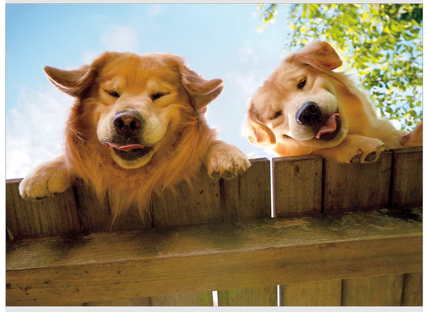Goldens Over Fence Get Well Card