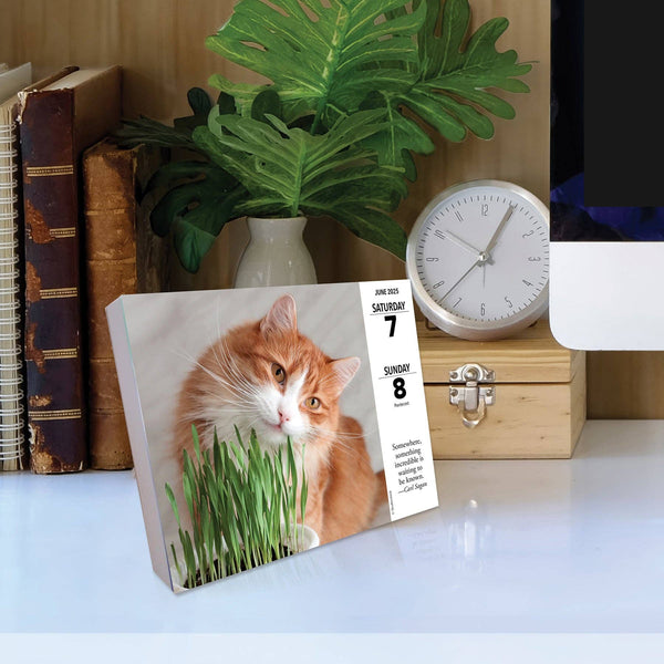 What Cats Teach Us 2025 Box Calendar