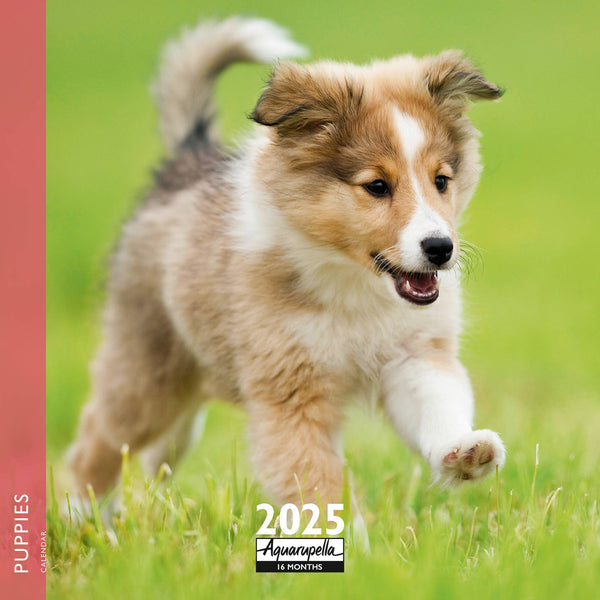 Puppies Calendars 2025